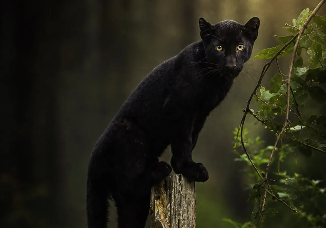 Manas Wildlife & Black Panther Masterclass